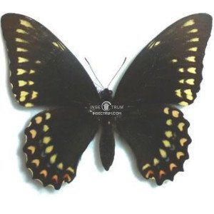 PAPILIO VICTORINUS PAPILIO VICTORINUS